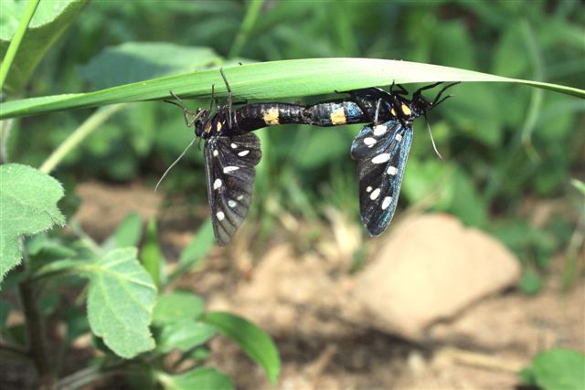 Conferma id: Amata phegea?